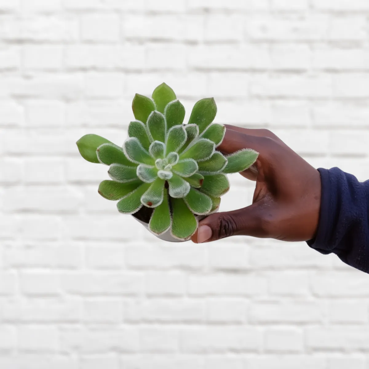 Echeveria - Setosa