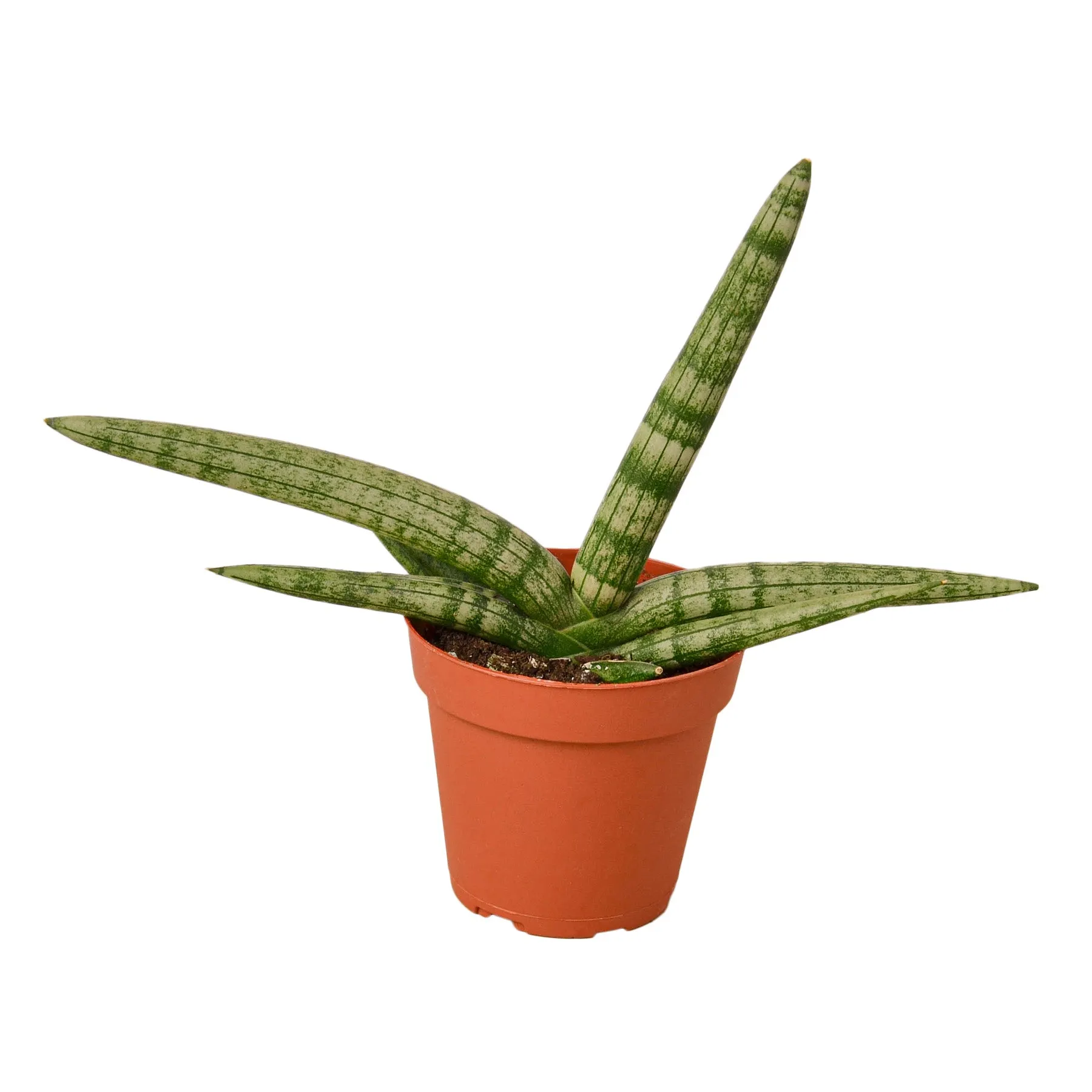 Sansevieria cylindrica 'Snake Plant Starfish'