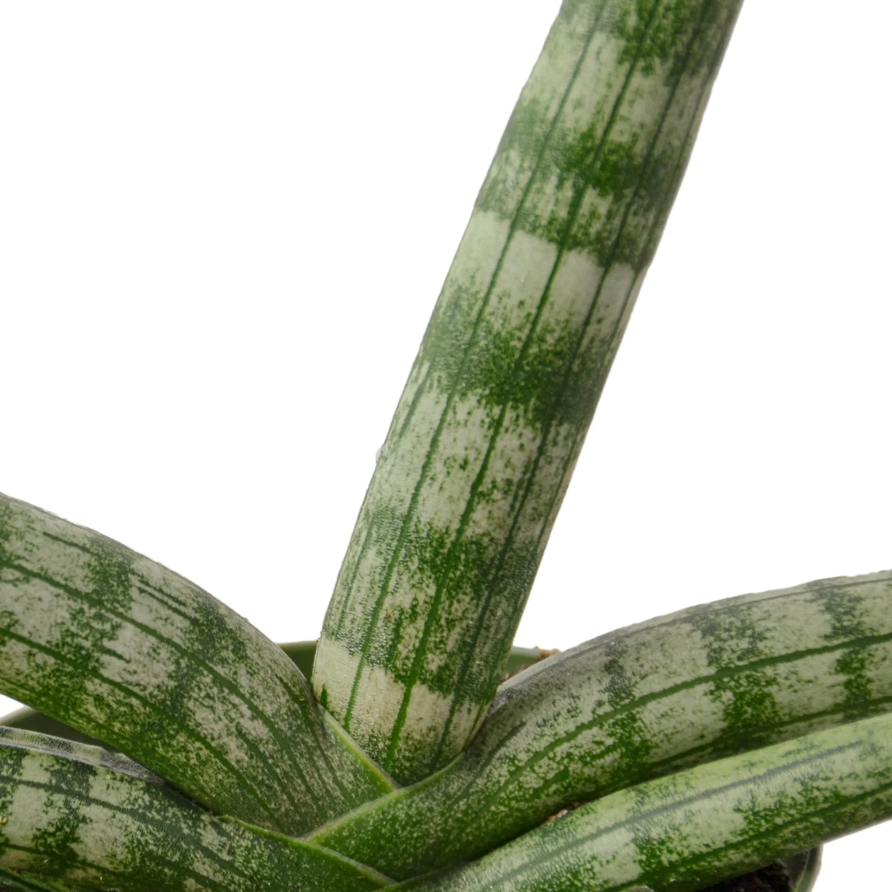 Sansevieria cylindrica 'Snake Plant Starfish'